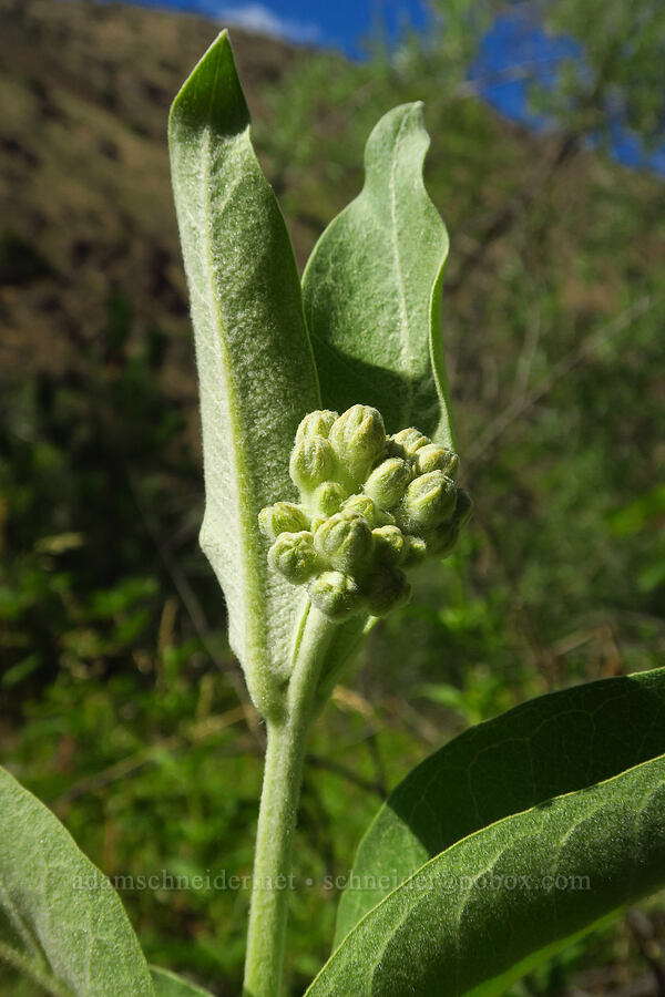 showy milkweed, budding (Asclepias speciosa) [Klamath River Road, Klamath National Forest, Siskiyou County, California]