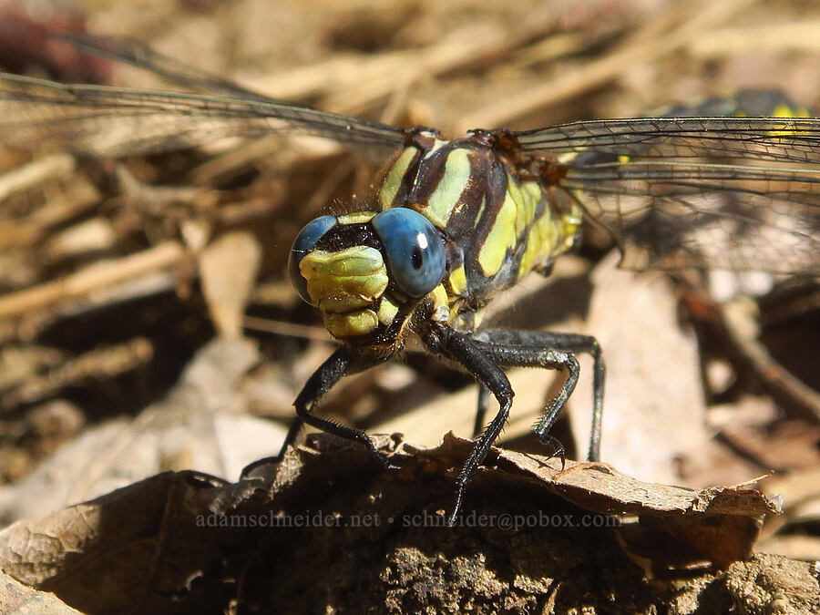 Pacific club-tail dragonfly (Phanogomphus kurilis) [Klamath River, Klamath National Forest, Siskiyou County, California]