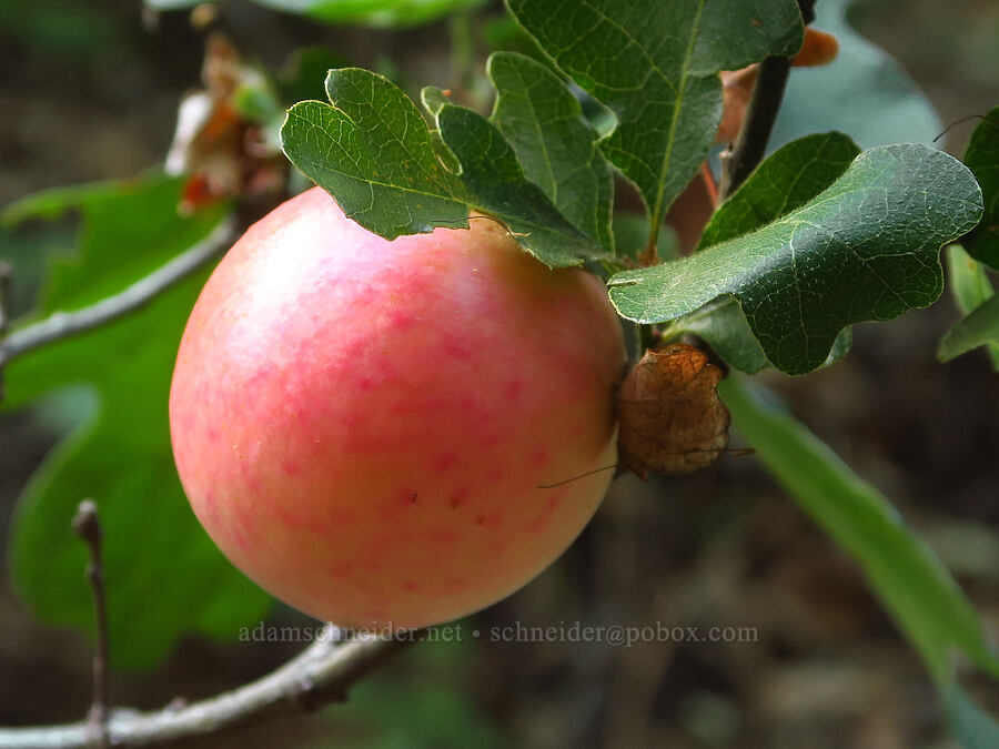 oak apple (Andricus quercuscalifornicus (Andricus californicus)) [Ash Creek Road, Klamath National Forest, Siskiyou County, California]