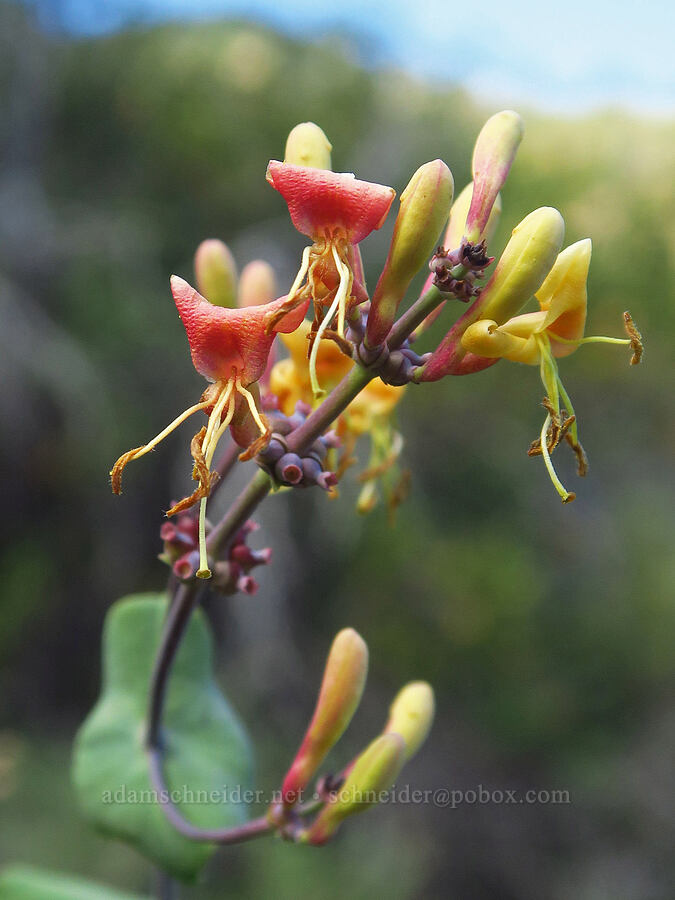 chaparral honeysuckle (Lonicera interrupta) [above Ash Creek, Klamath National Forest, Siskiyou County, California]