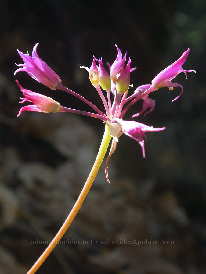 taper-tip onion (Allium acuminatum) [above Ash Creek, Klamath National Forest, Siskiyou County, California]