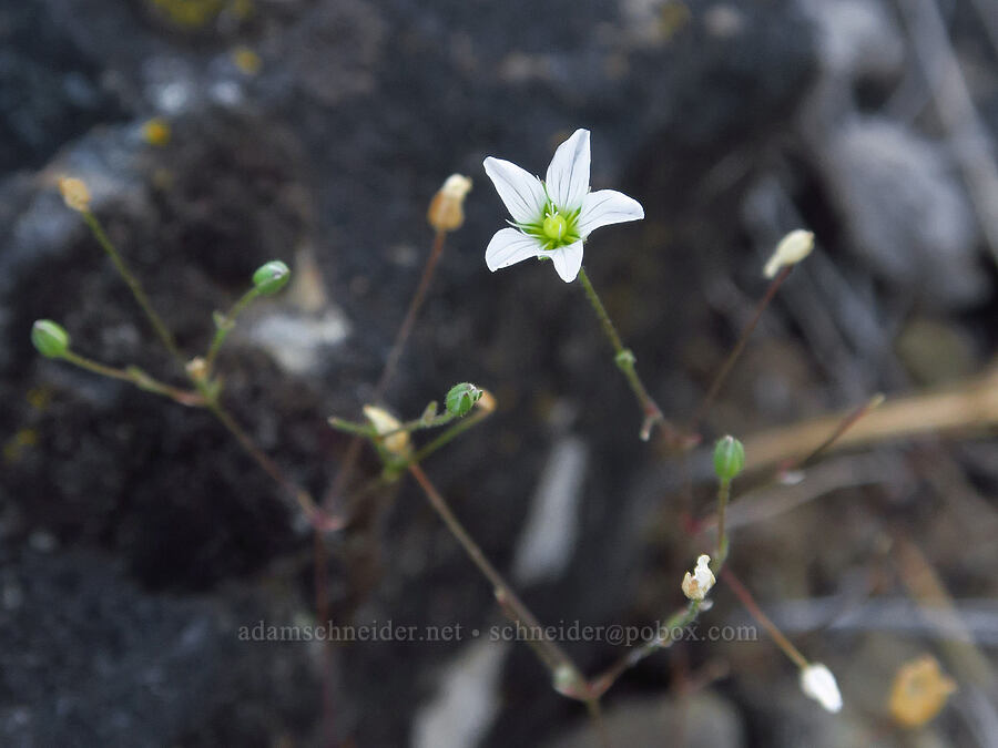 Douglas' stitchwort (Minuartia douglasii (Sabulina douglasii) (Arenaria douglasii)) [above Ash Creek, Klamath National Forest, Siskiyou County, California]