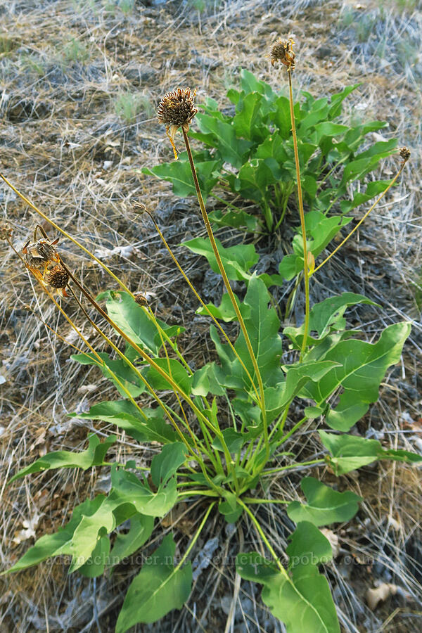 northwest balsamroot, going to seed (Balsamorhiza deltoidea) [above Ash Creek, Klamath National Forest, Siskiyou County, California]