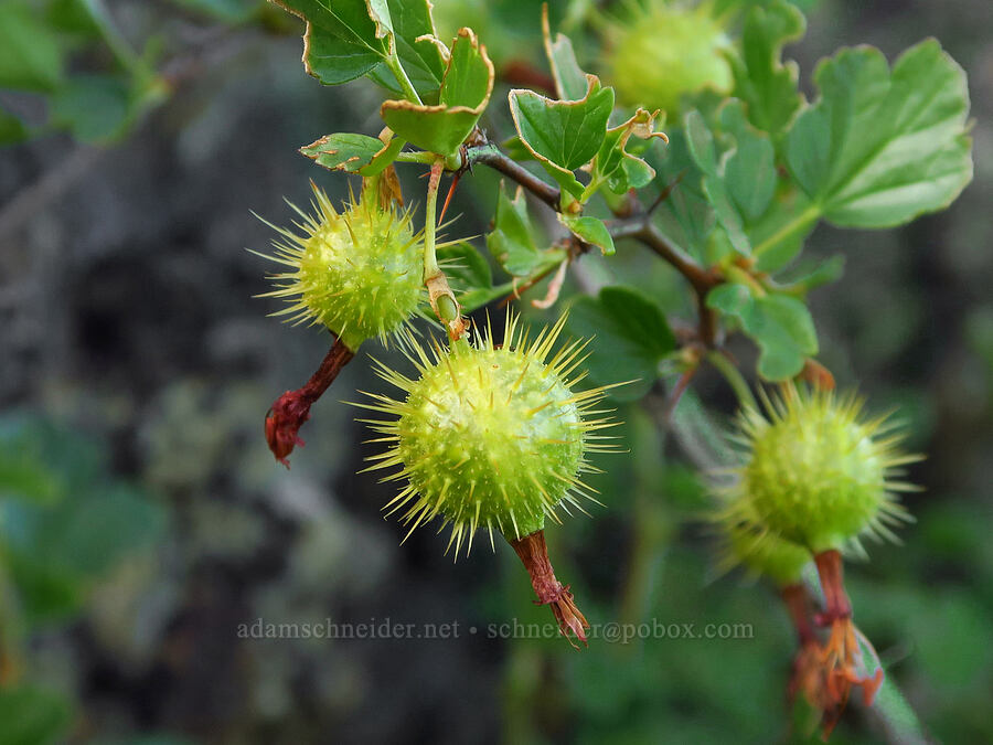 shiny-leaf gooseberry (Ribes roezlii var. cruentum (Grossularia cruenta)) [above Ash Creek, Klamath National Forest, Siskiyou County, California]