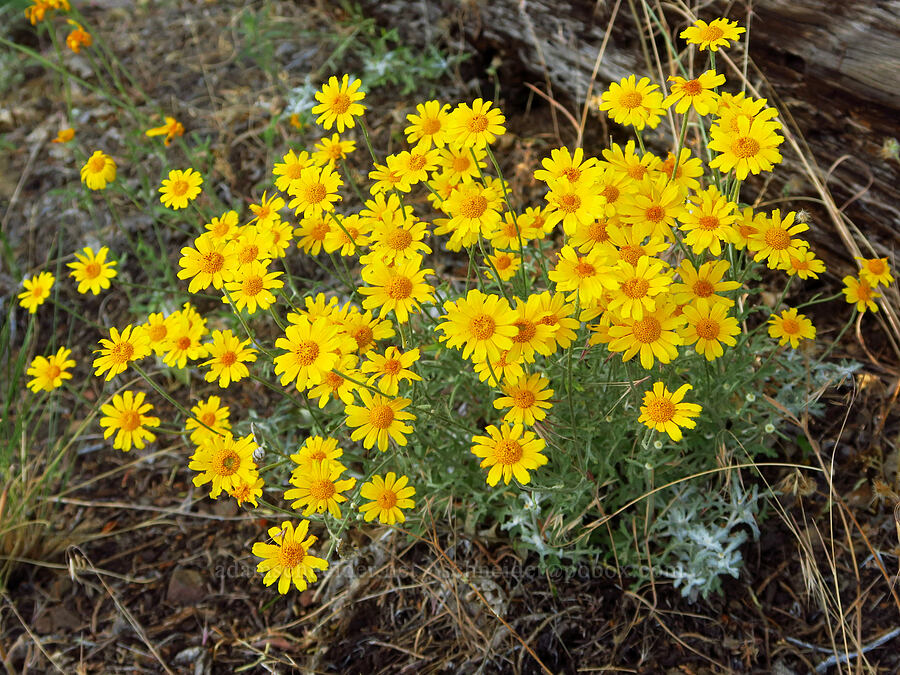 Oregon sunshine (Eriophyllum lanatum) [above Ash Creek, Klamath National Forest, Siskiyou County, California]