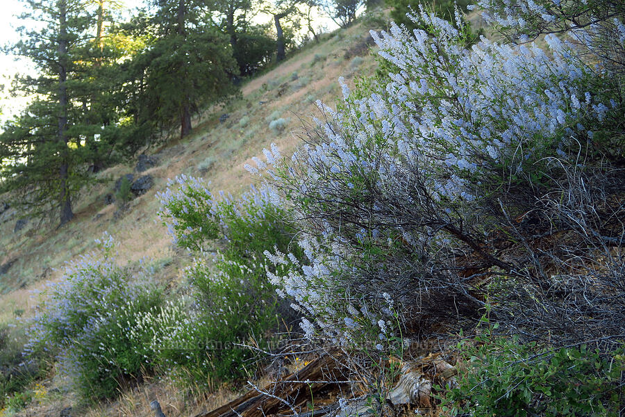 deer-brush (Ceanothus integerrimus) [above Ash Creek, Klamath National Forest, Siskiyou County, California]