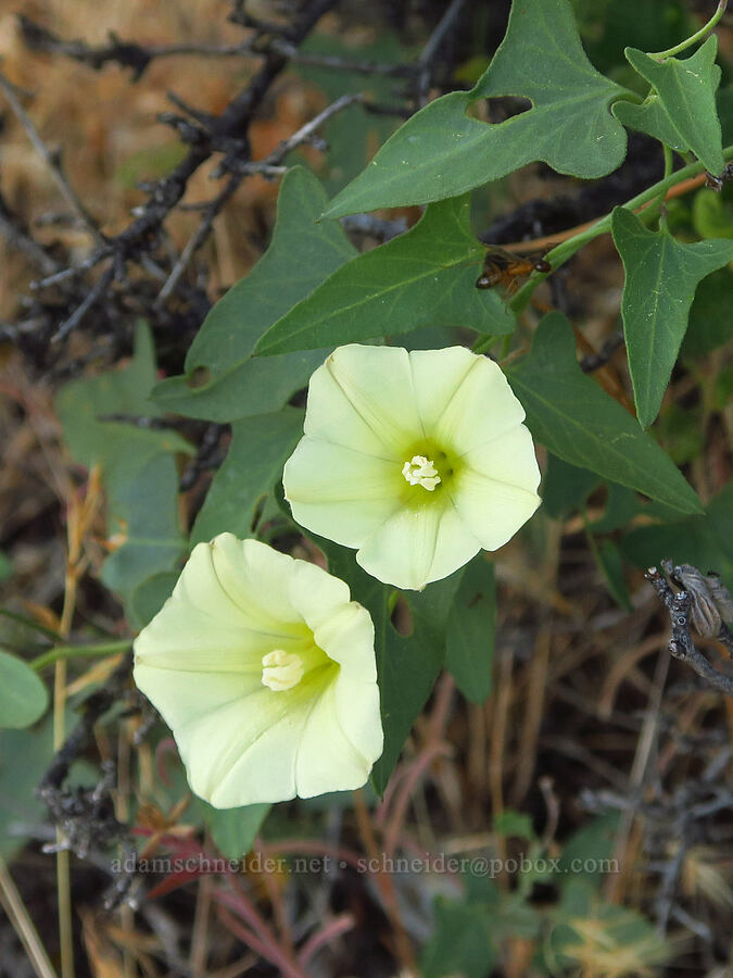 western morning-glory (Calystegia occidentalis ssp. occidentalis) [above Ash Creek, Klamath National Forest, Siskiyou County, California]
