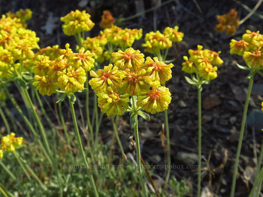 sulphur-flower buckwheat (Eriogonum umbellatum) [above Ash Creek, Klamath National Forest, Siskiyou County, California]