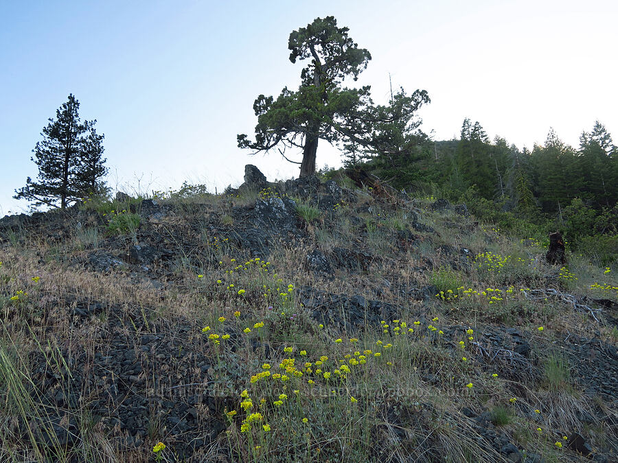 buckwheat, rocks, & pine trees (Eriogonum sp., Pinus sp.) [above Ash Creek, Klamath National Forest, Siskiyou County, California]