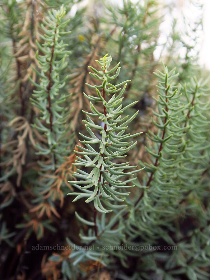 Sierra cliff-brake fern (Pellaea brachyptera) [above Ash Creek, Klamath National Forest, Siskiyou County, California]