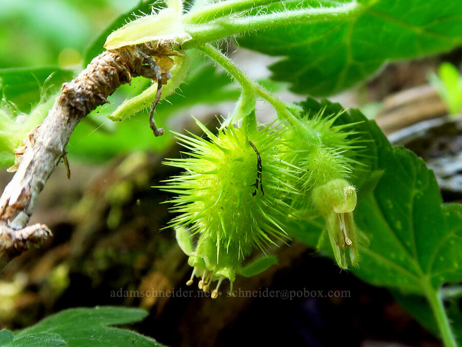 Siskiyou/trailing gooseberry (Ribes binominatum) [Grizzly Peak Trail, Cascade-Siskiyou National Monument, Jackson County, Oregon]