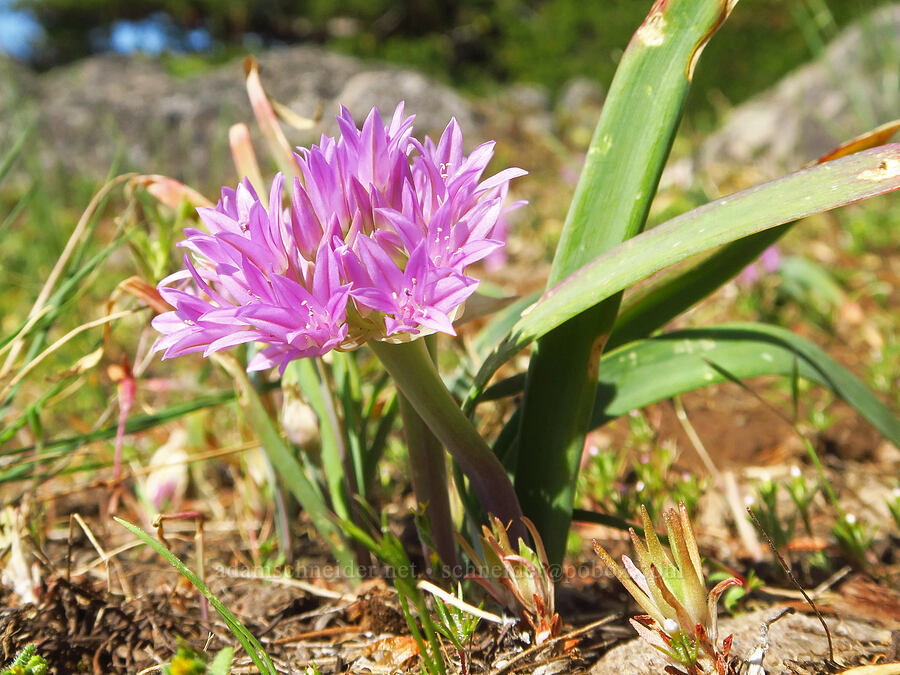 Siskiyou onion (Allium siskiyouense) [Grizzly Peak Trail, Cascade-Siskiyou National Monument, Jackson County, Oregon]