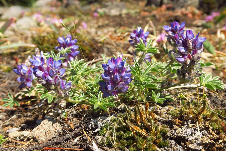 low lupine (Lupinus lepidus var. sellulus (Lupinus sellulus)) [Grizzly Peak Trail, Cascade-Siskiyou National Monument, Jackson County, Oregon]