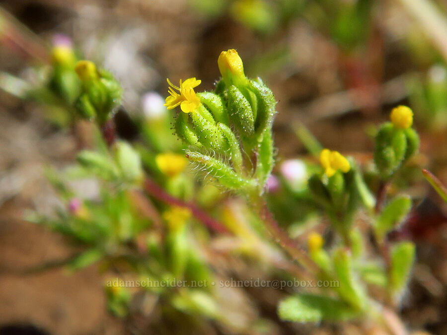 least tarweed (Hemizonella minima (Madia minima)) [Grizzly Peak Trail, Cascade-Siskiyou National Monument, Jackson County, Oregon]