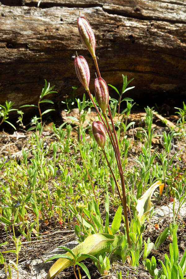 Klamath fawn lily seed capsules (Erythronium klamathense) [Grizzly Peak Trail, Cascade-Siskiyou National Monument, Jackson County, Oregon]