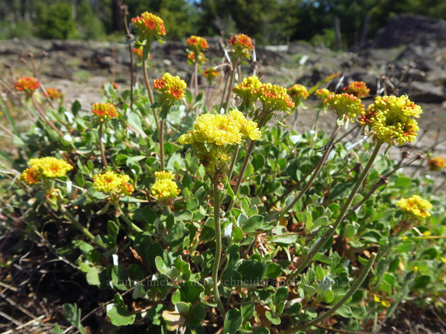 sulphur-flower buckwheat (Eriogonum umbellatum) [Grizzly Peak Trail, Cascade-Siskiyou National Monument, Jackson County, Oregon]