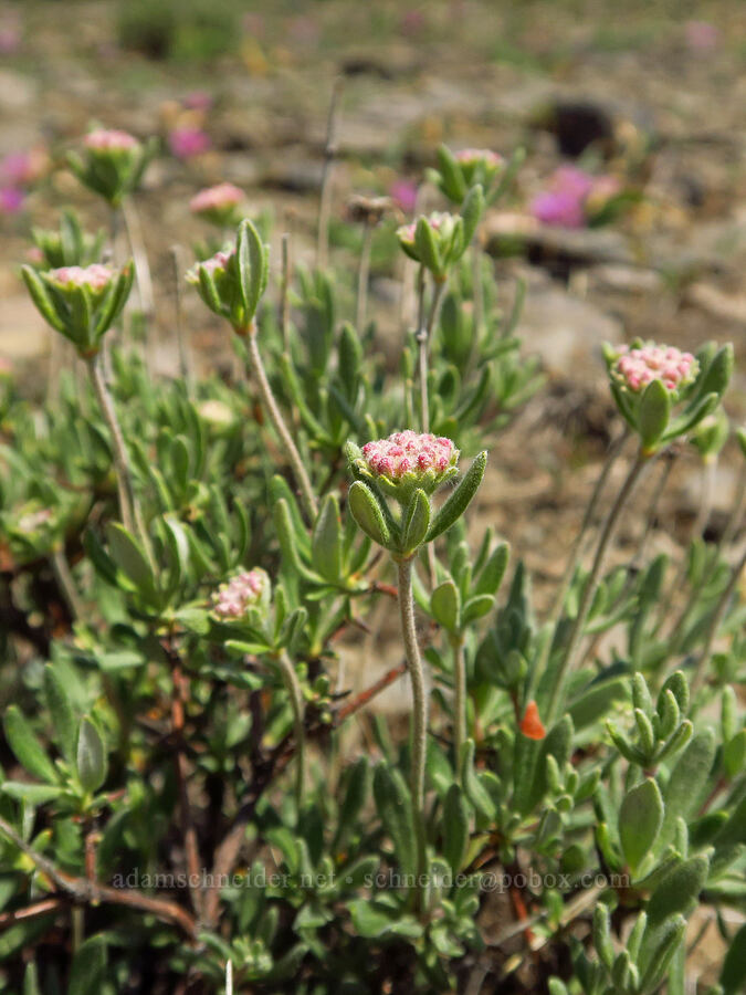 buckwheat, budding (which?) (Eriogonum sp.) [Grizzly Peak Trail, Cascade-Siskiyou National Monument, Jackson County, Oregon]