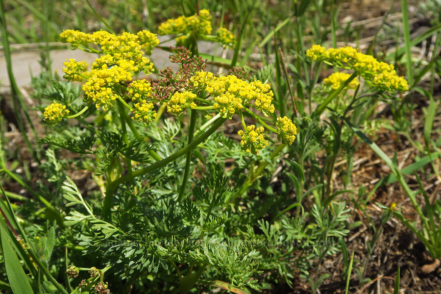 spring-gold desert parsley (Lomatium utriculatum) [Grizzly Peak Trail, Cascade-Siskiyou National Monument, Jackson County, Oregon]