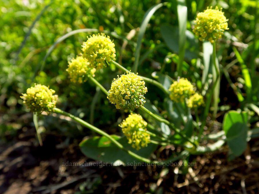 bare-stem desert parsley (Lomatium nudicaule) [Grizzly Peak Trail, Cascade-Siskiyou National Monument, Jackson County, Oregon]