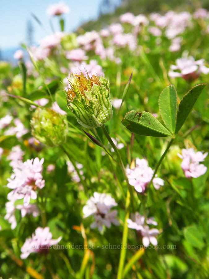 cup clover & rosy plectritis (Trifolium cyathiferum, Plectritis congesta) [Grizzly Peak Trail, Cascade-Siskiyou National Monument, Jackson County, Oregon]