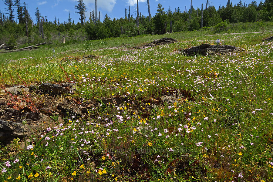 rosy plectritis & monkeyflower (Plectritis congesta, Erythranthe microphylla (Mimulus microphyllus)) [Grizzly Peak Trail, Cascade-Siskiyou National Monument, Jackson County, Oregon]