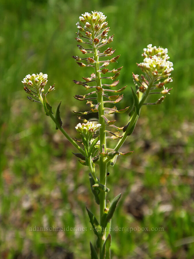 field pepper-weed (Lepidium campestre) [Grizzly Peak Trail, Cascade-Siskiyou National Monument, Jackson County, Oregon]