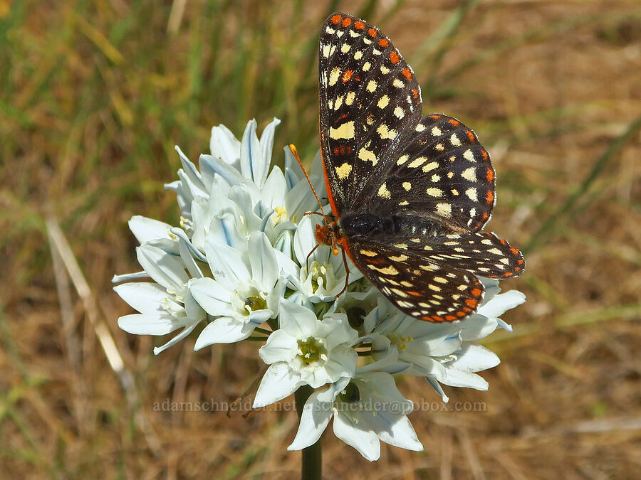 checkerspot butterfly on white brodiaea (Euphydryas sp.) [Grizzly Peak Trail, Cascade-Siskiyou National Monument, Jackson County, Oregon]