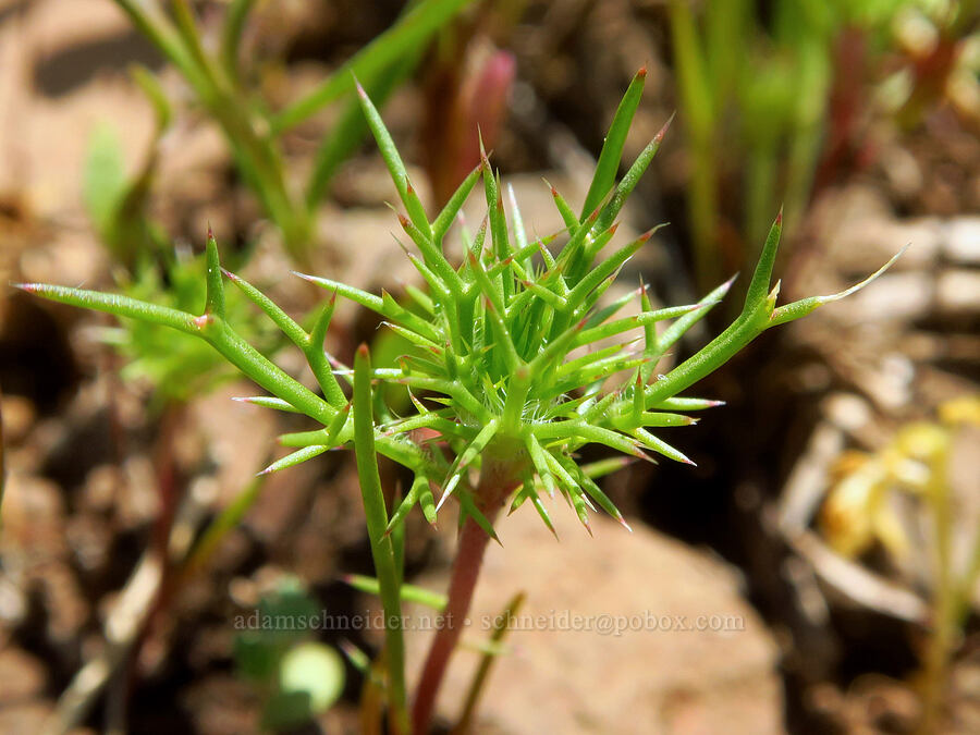 needle-leaf navarretia (Navarretia intertexta) [Grizzly Peak Trail, Cascade-Siskiyou National Monument, Jackson County, Oregon]