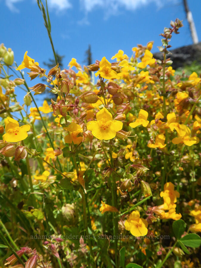 yellow monkeyflower (Erythranthe guttata (Mimulus guttatus)) [Grizzly Peak Trail, Cascade-Siskiyou National Monument, Jackson County, Oregon]