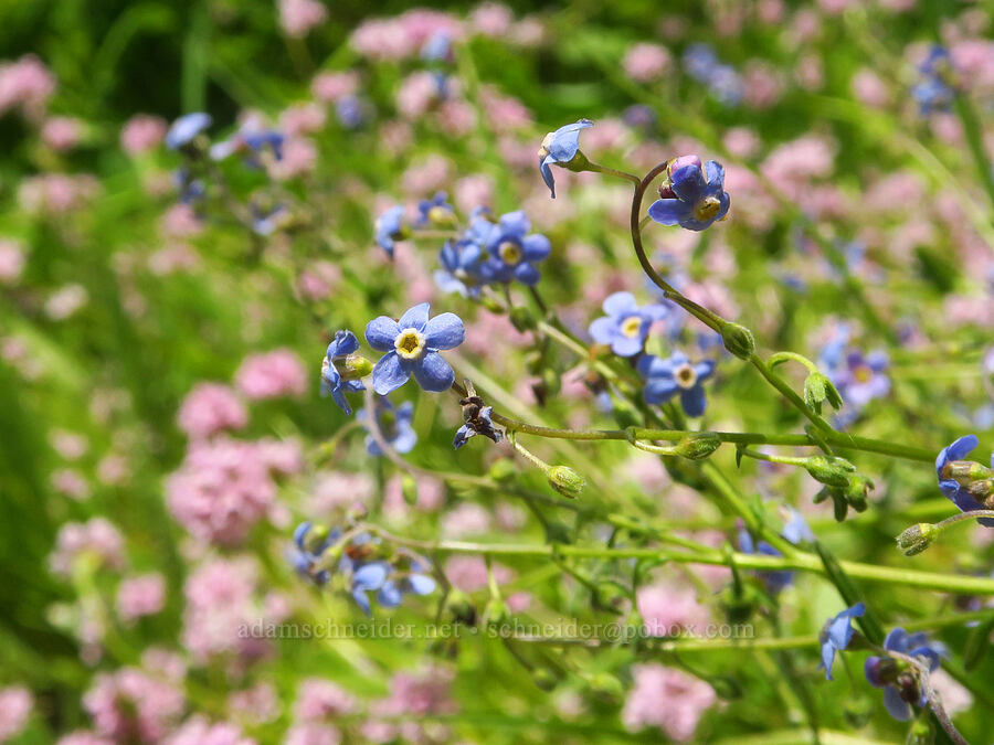 blue stickseed & rosy plectritis (Hackelia micrantha (Hackelia jessicae), Plectritis congesta) [Grizzly Peak Trail, Cascade-Siskiyou National Monument, Jackson County, Oregon]