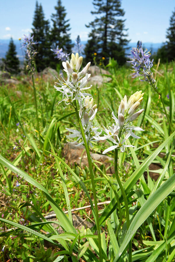 white camas (Camassia quamash ssp. breviflora) [Grizzly Peak Trail, Cascade-Siskiyou National Monument, Jackson County, Oregon]