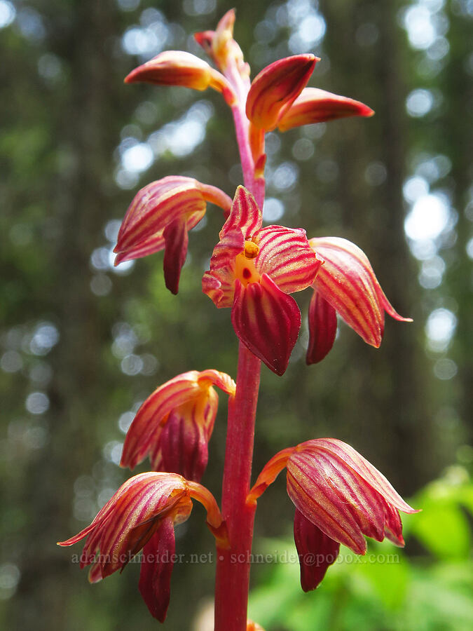 striped coral-root orchid (Corallorhiza striata) [Grizzly Peak Trail, Cascade-Siskiyou National Monument, Jackson County, Oregon]