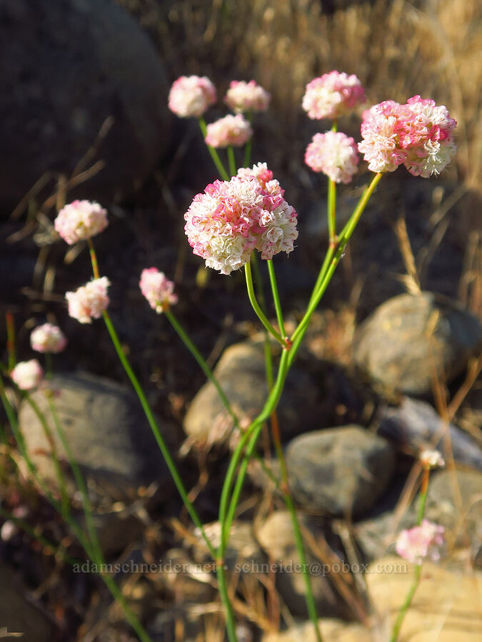 pink naked buckwheat (Eriogonum nudum var. nudum) [Rough and Ready ACEC, Josephine County, Oregon]