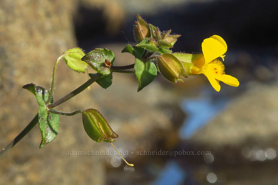 little-leaf monkeyflower (Erythranthe microphylla (Mimulus microphyllus)) [Rough and Ready ACEC, Josephine County, Oregon]