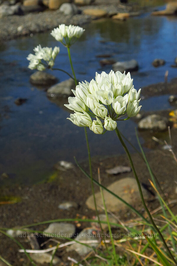 white cluster-lily (Triteleia hyacinthina (Brodiaea hyacinthina)) [Rough and Ready ACEC, Josephine County, Oregon]