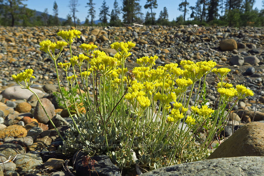 ternate buckwheat (Eriogonum ternatum) [Rough and Ready ACEC, Josephine County, Oregon]