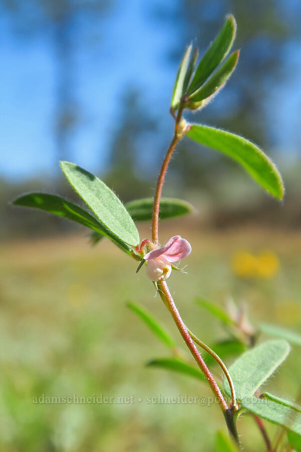 Spanish clover (Acmispon americanus (Lotus purshianus)) [Rough and Ready ACEC, Josephine County, Oregon]