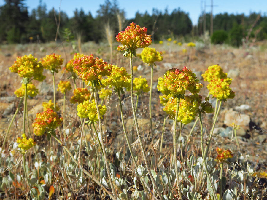 sulphur-flower buckwheat (Eriogonum umbellatum) [Rough and Ready ACEC, Josephine County, Oregon]