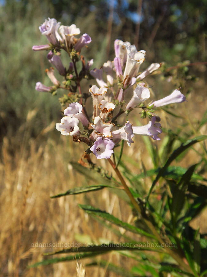 yerba santa (Eriodictyon californicum (Wigandia californica)) [Rough and Ready ACEC, Josephine County, Oregon]