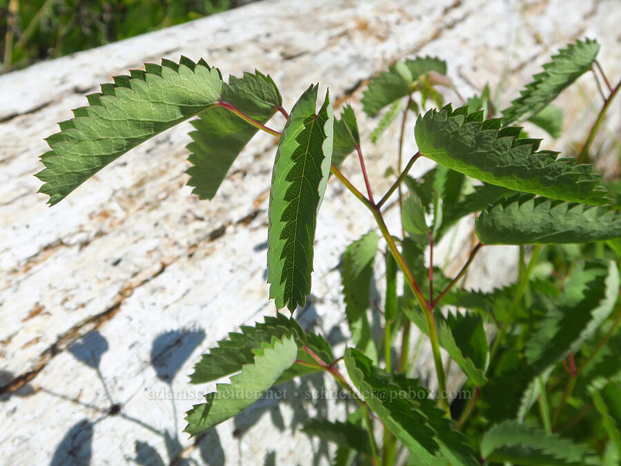great burnet leaves (Sanguisorba officinalis (Poterium officinale)) [Eight Dollar Mountain Botanical Wayside, Rogue River-Siskiyou National Forest, Josephine County, Oregon]