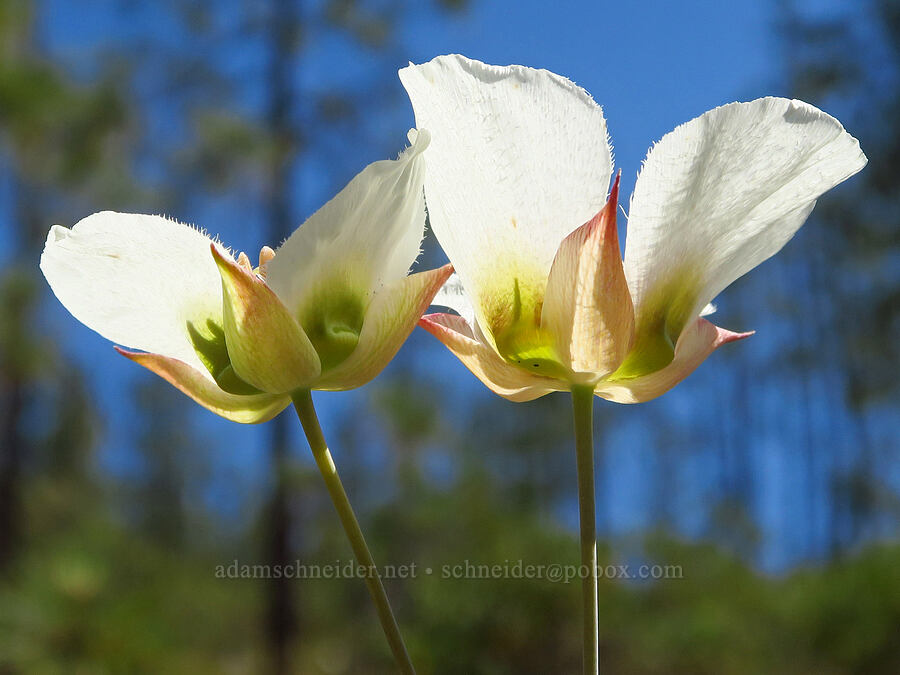 Howell's mariposa lilies (Calochortus howellii) [Eight Dollar Mountain Botanical Wayside, Rogue River-Siskiyou National Forest, Josephine County, Oregon]
