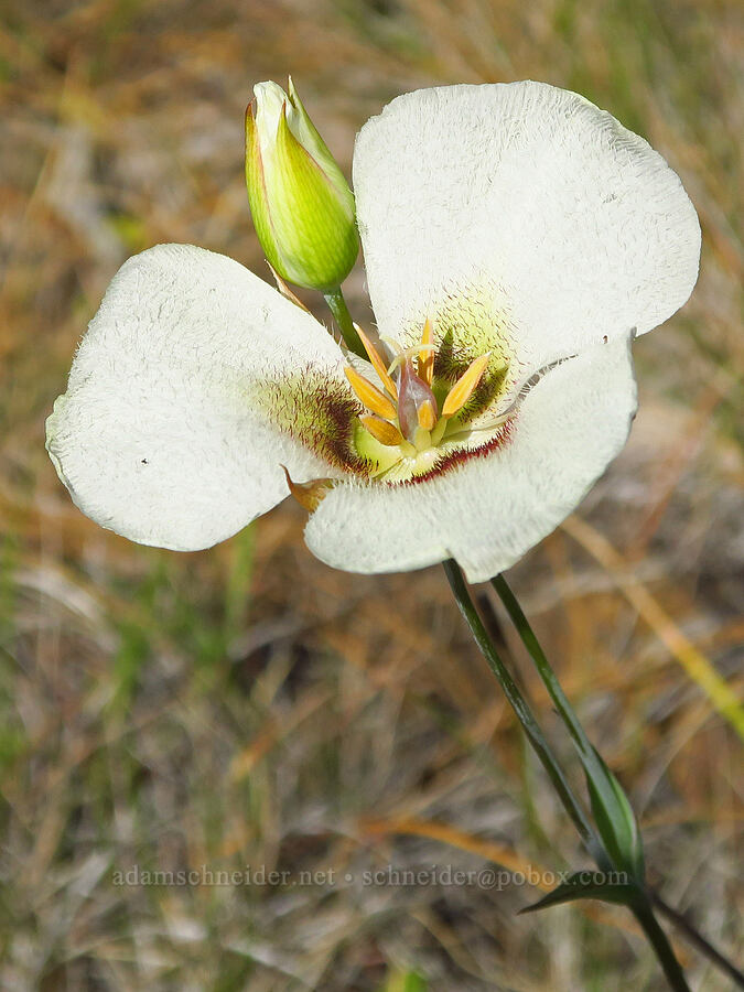 Howell's mariposa lily (Calochortus howellii) [Eight Dollar Mountain Botanical Area, Rogue River-Siskiyou National Forest, Josephine County, Oregon]