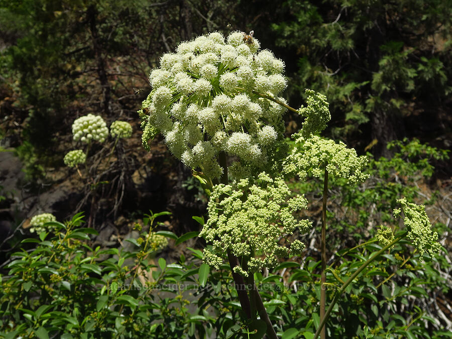 sharp-tooth angelica (Angelica arguta) [Days Gulch Botanical Area, Rogue River-Siskiyou National Forest, Josephine County, Oregon]