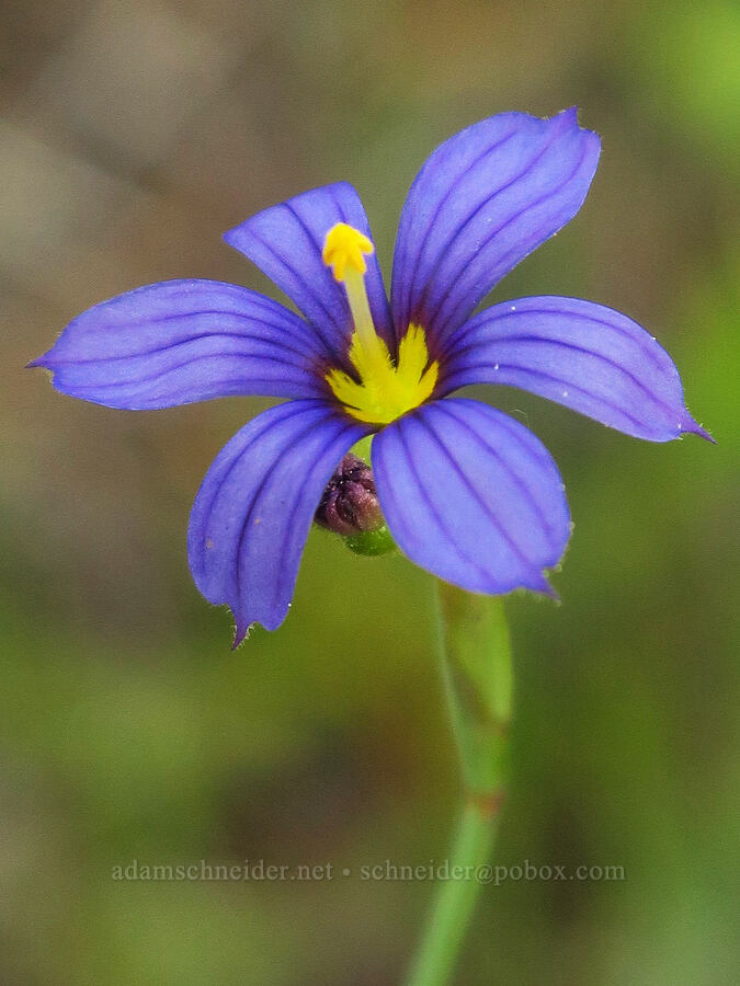 blue-eyed grass (Sisyrinchium bellum) [Days Gulch Botanical Area, Rogue River-Siskiyou National Forest, Josephine County, Oregon]