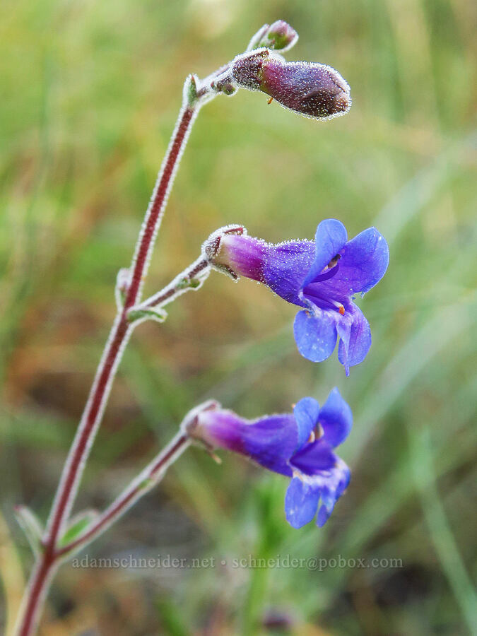 Roezl's penstemon (Penstemon roezlii (Penstemon laetus ssp. roezlii)) [Days Gulch Botanical Area, Rogue River-Siskiyou National Forest, Josephine County, Oregon]