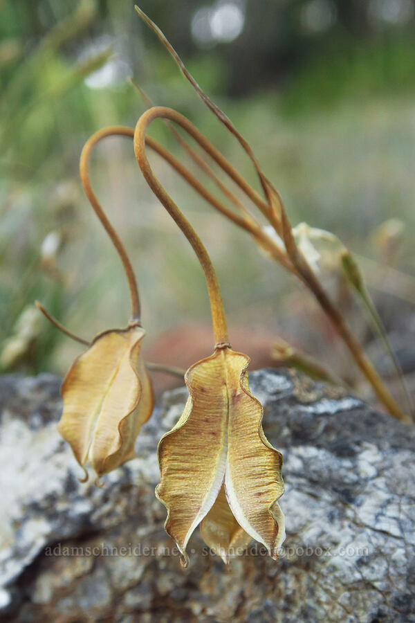 Tolmie's mariposa lily seed pods (Calochortus tolmiei) [Days Gulch Botanical Area, Rogue River-Siskiyou National Forest, Josephine County, Oregon]