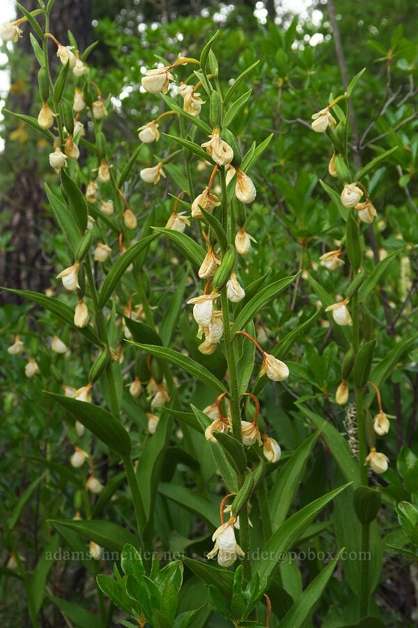 California lady's-slipper orchids, fading (Cypripedium californicum) [Days Gulch Botanical Area, Rogue River-Siskiyou National Forest, Josephine County, Oregon]