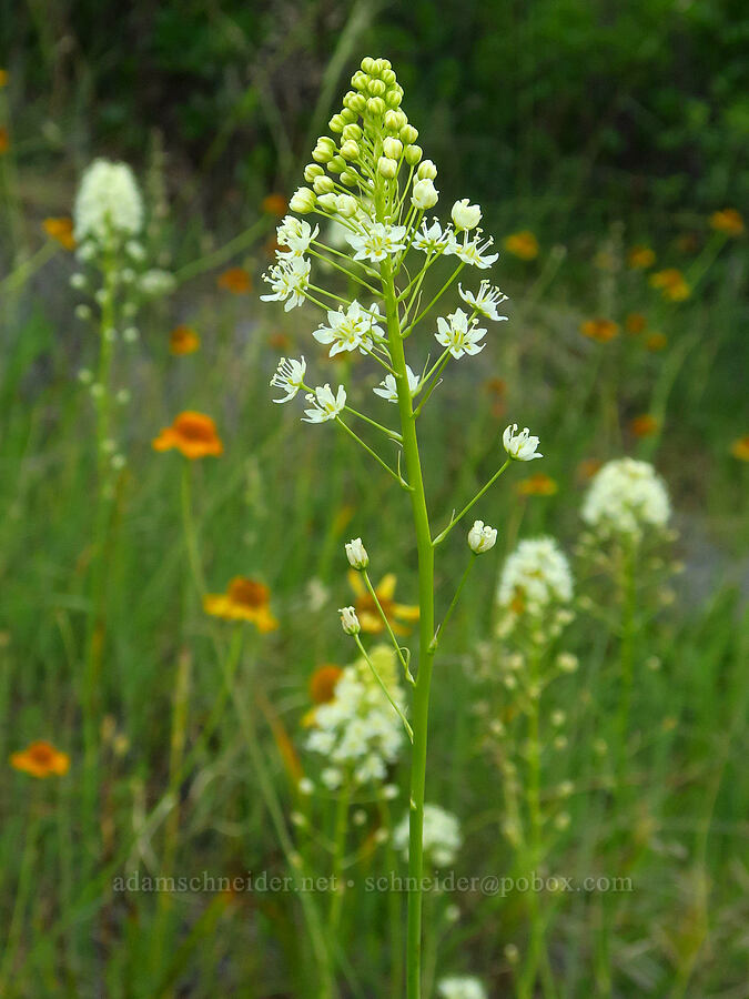 small-flowered death-camas (Toxicoscordion micranthum (Zigadenus micranthus)) [Days Gulch Botanical Area, Rogue River-Siskiyou National Forest, Josephine County, Oregon]