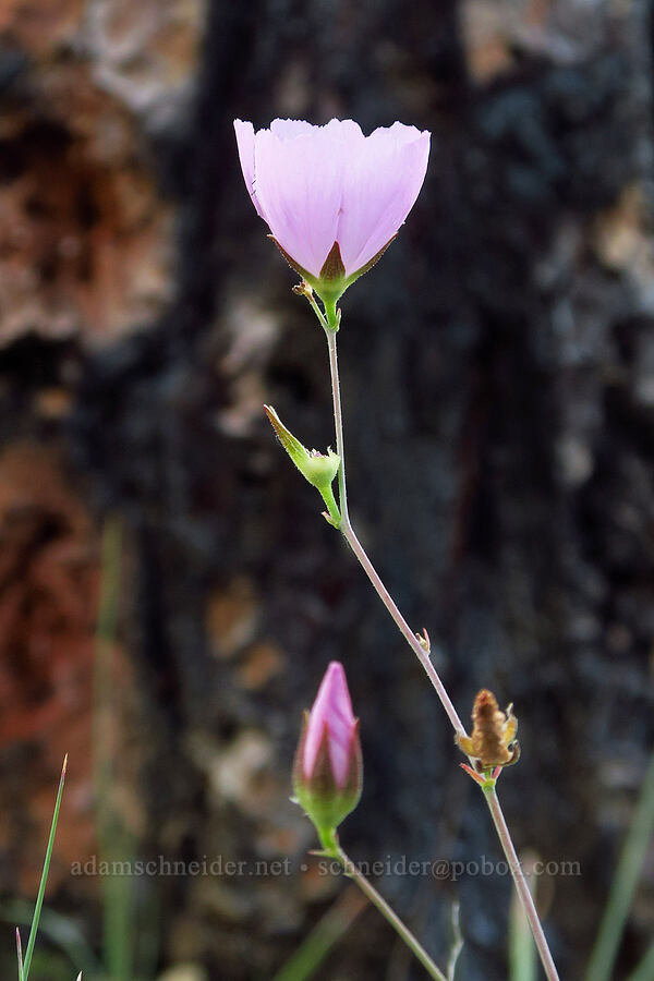 dwarf checker-bloom (Sidalcea asprella (Sidalcea malviflora ssp. asprella)) [Days Gulch Botanical Area, Rogue River-Siskiyou National Forest, Josephine County, Oregon]