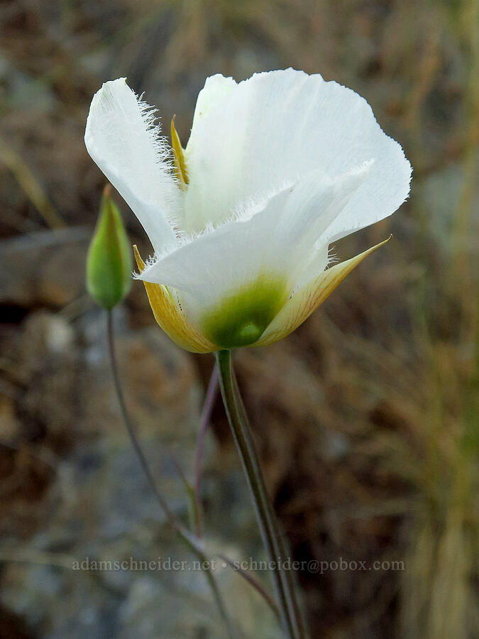 Howell's mariposa lily (Calochortus howellii) [Days Gulch Botanical Area, Rogue River-Siskiyou National Forest, Josephine County, Oregon]